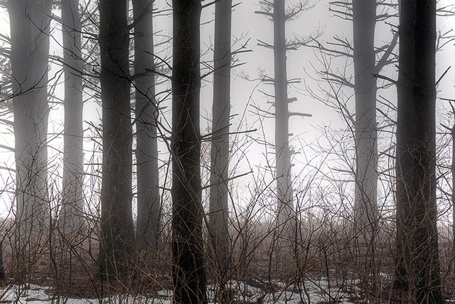 Trees on a Foggy March Morning