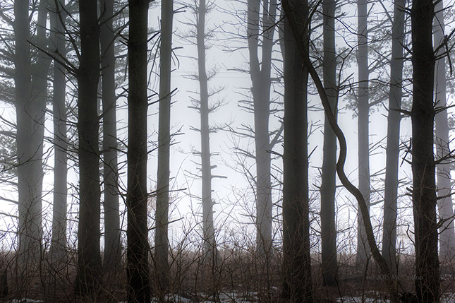 Trees on a Foggy March Morning