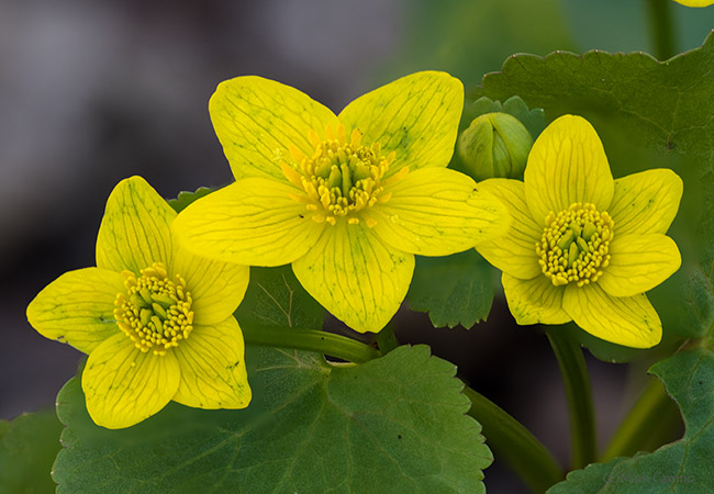 March Marigold - Caltha palustris