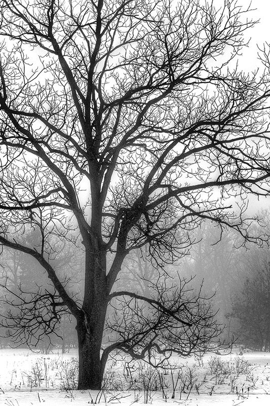 Photograph of a Tree on a Foggy March Morning