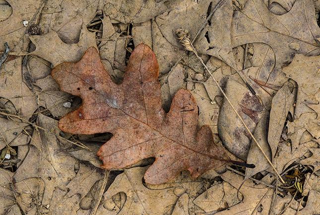 Close up of on dried leaf on a bed of mud coated leaves.