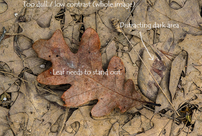 Muddy March Leaves Annotated to show need photo adjustments. Muddy March Leaves Annotated to show need photo adjustments