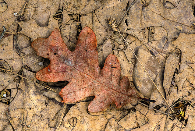 Muddy March Leaves - Revised with Digital Enhancements