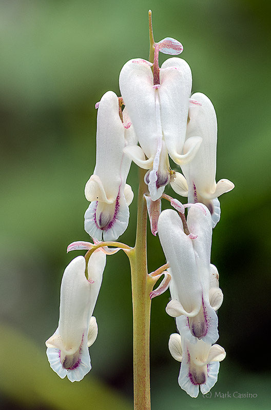 Squirrel Corn, Dicentra canadensis