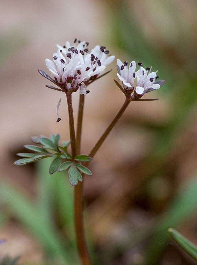 Harbinger of Spring - Erigenia bulbosa