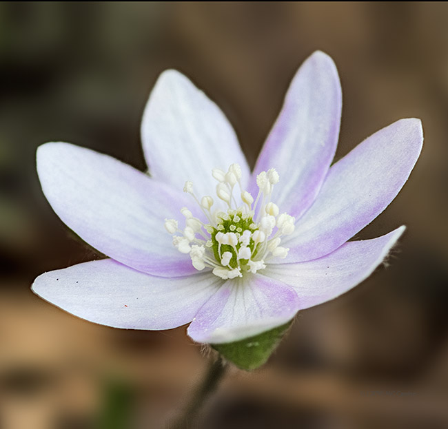 Hepatica Wildflower