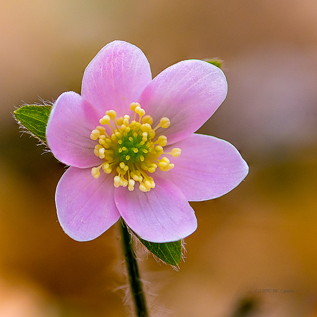 Hepatica Wildflower