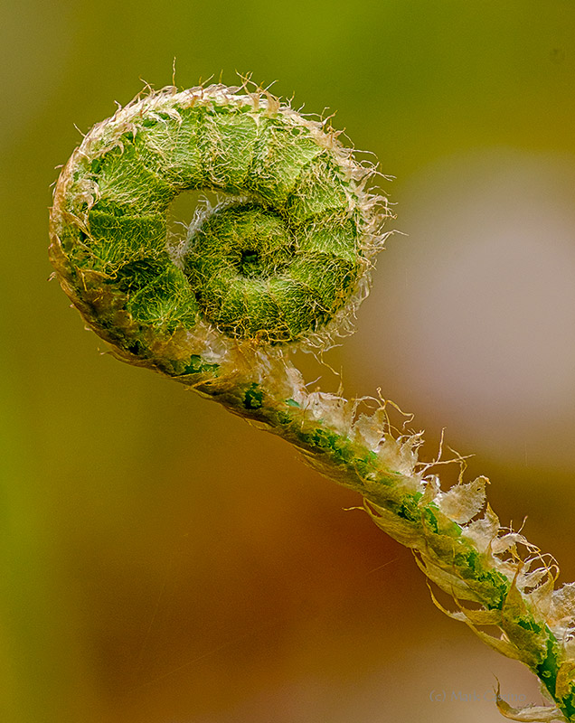 Fern Fiddlehead