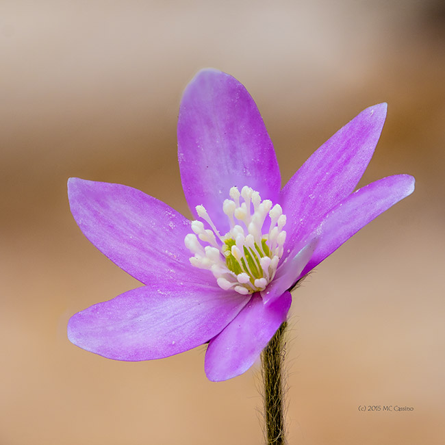 Hepatica Wildflower