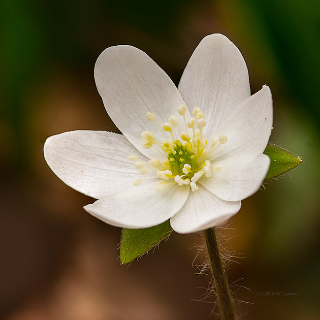 Hepatica Wildflower