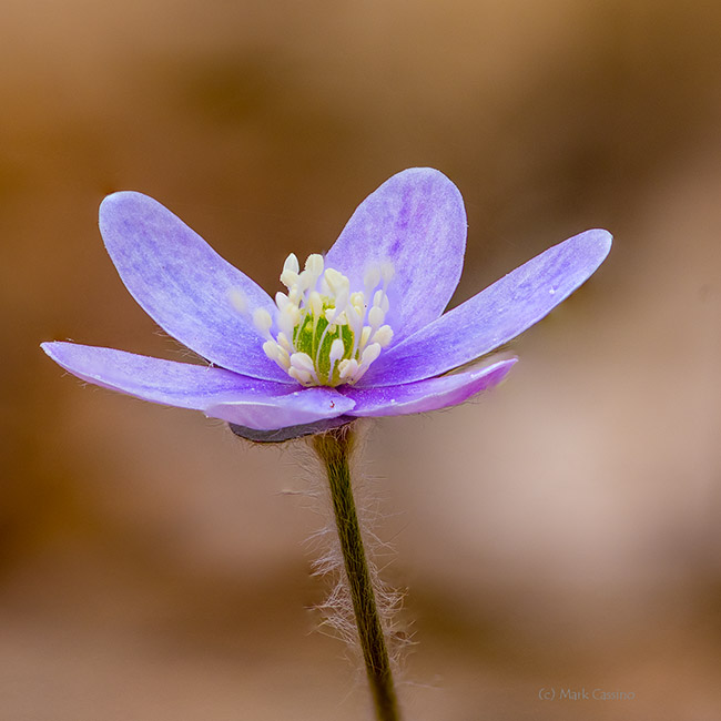 Hepatica Wildflower