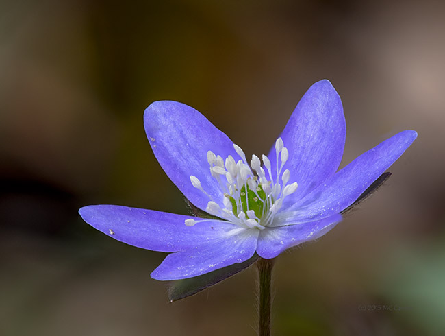 Hepatica