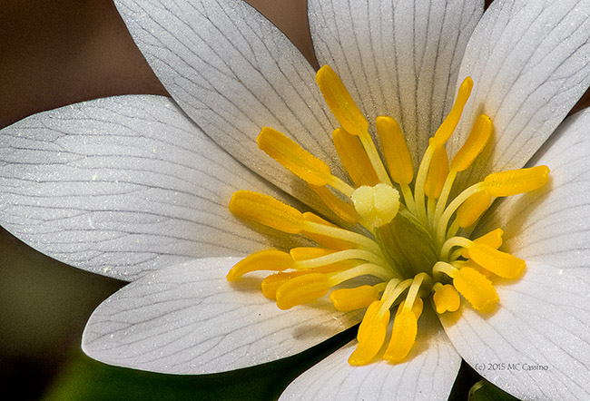 Bloodroot - Sanguinaria canadensis