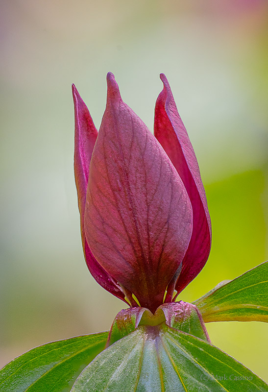 Prairie Trillium, Trillium recurvatum