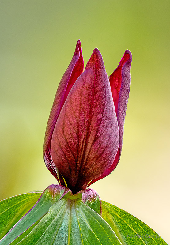 Prairie Trillium, Trillium recurvatum