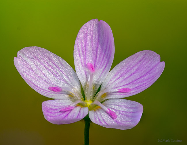 Spring Beauty - Claytonia virginica