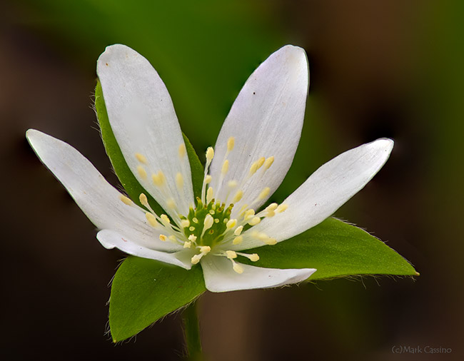 Hepatica