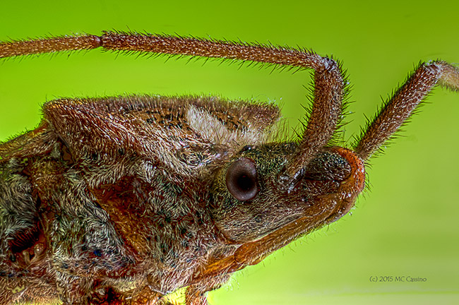 Extreme stacked macro photograph of a leaf footed bug.