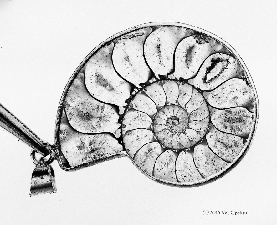 Ammonite