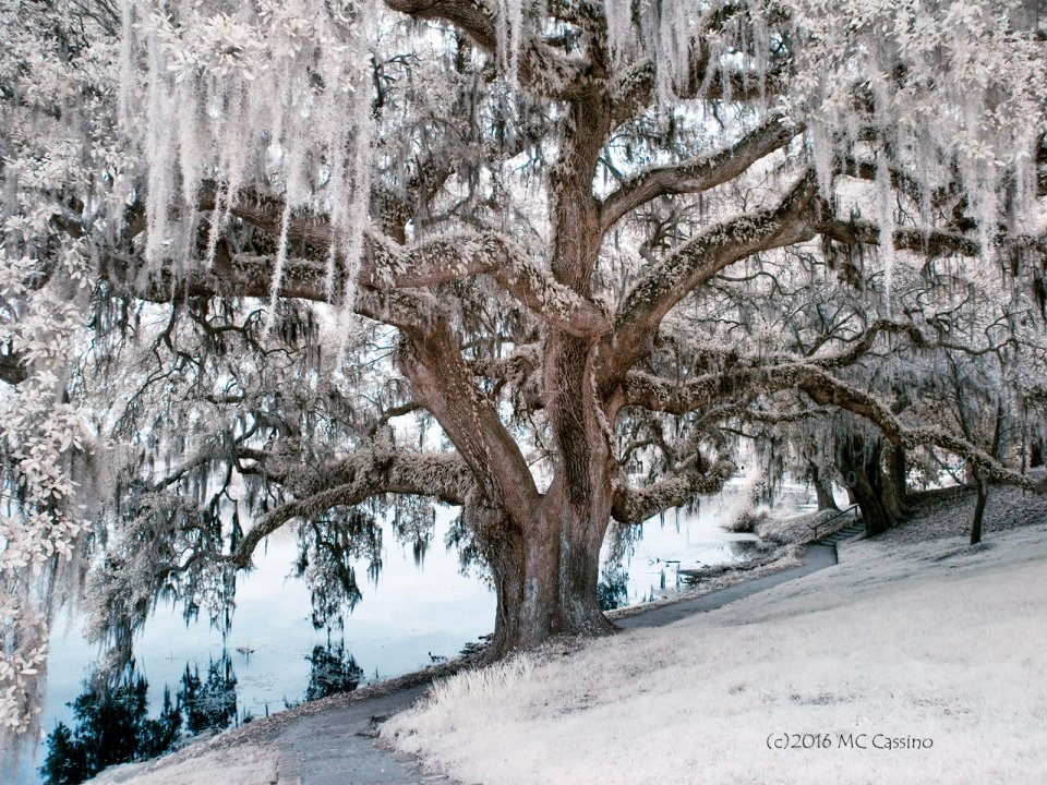 Tree at Middleton Place