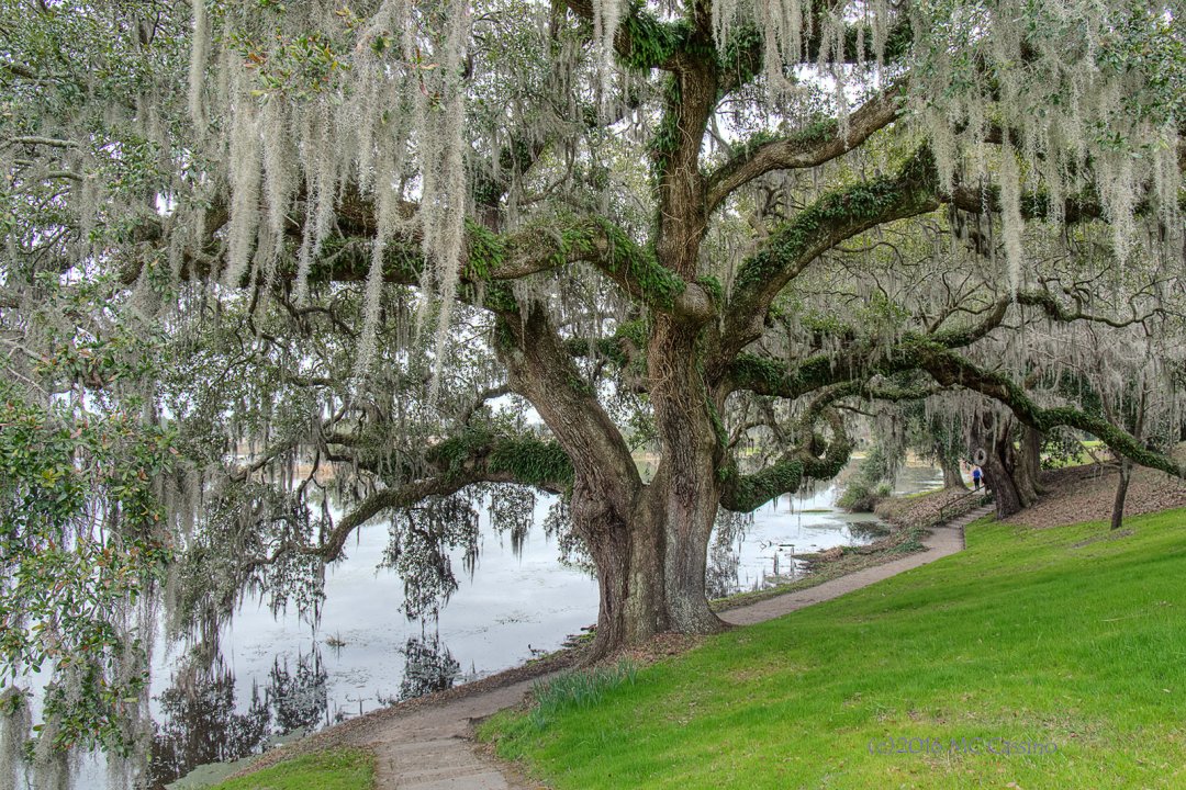 Tree at Middleton Place (Non Infrared)