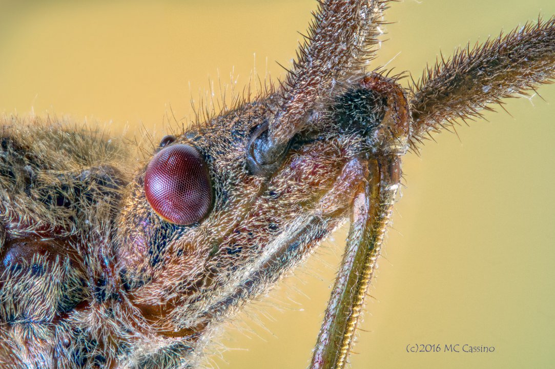 Leaf Footed Bug 2016