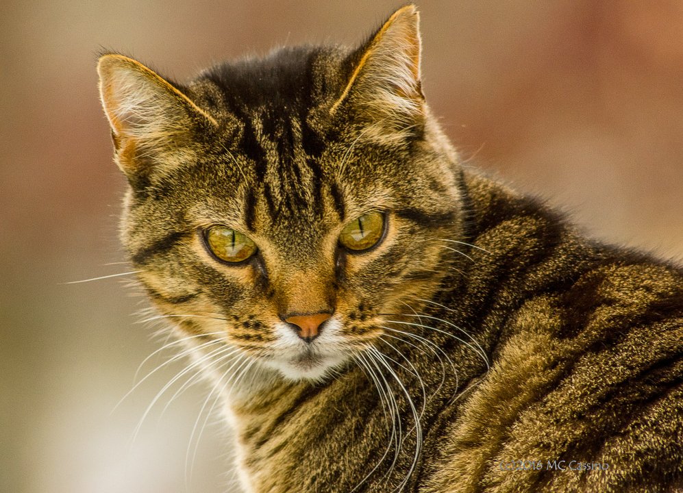 Tabby Cat Birdwatcher