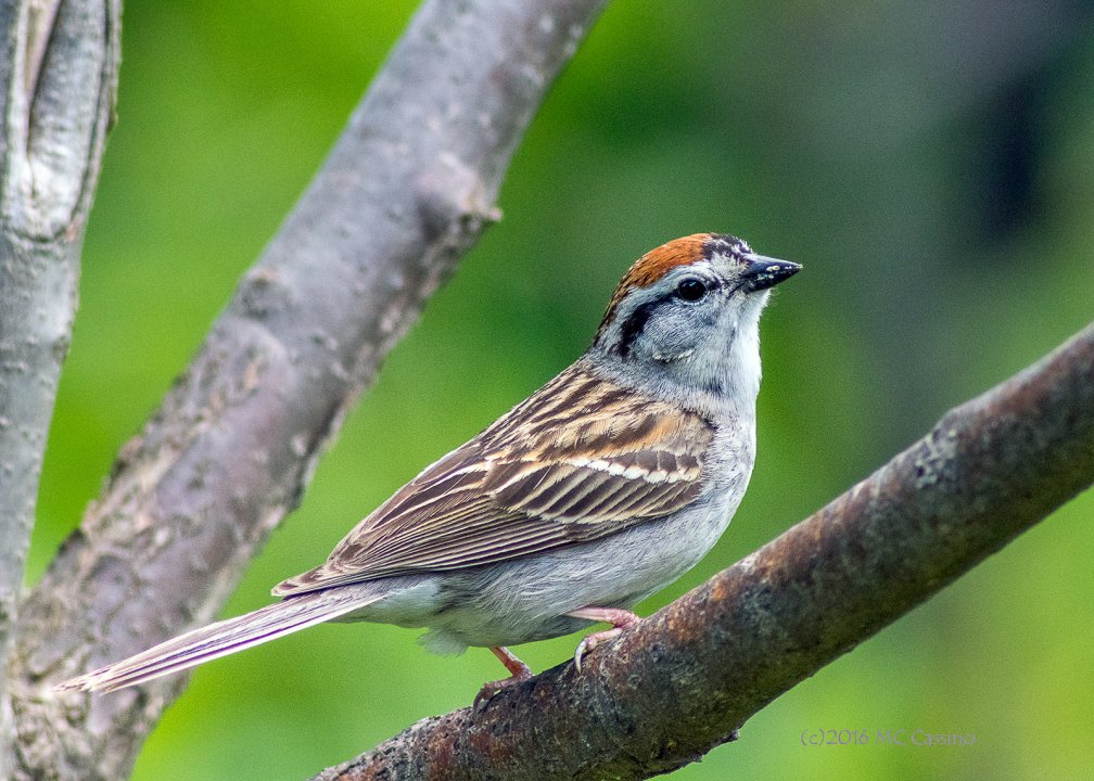 Chipping Sparrow