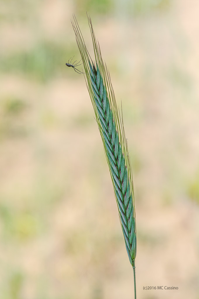 Wheat Stalk Spider