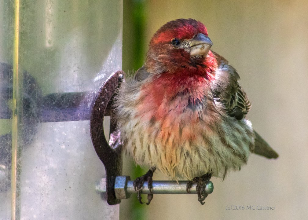 Fledglings