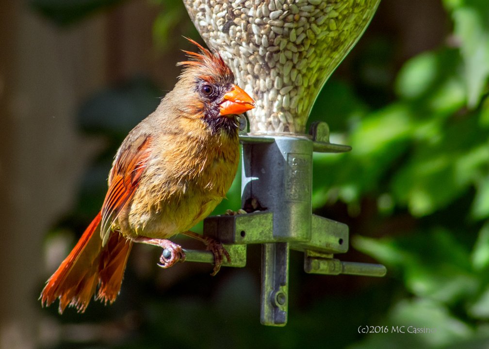 Fledglings