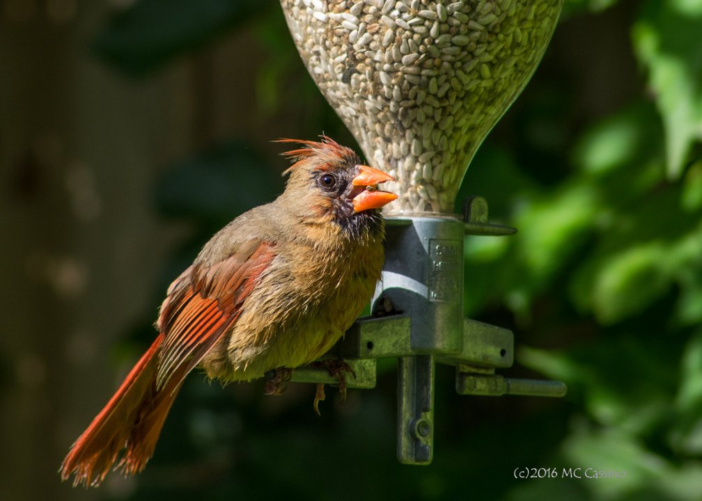 Fledglings