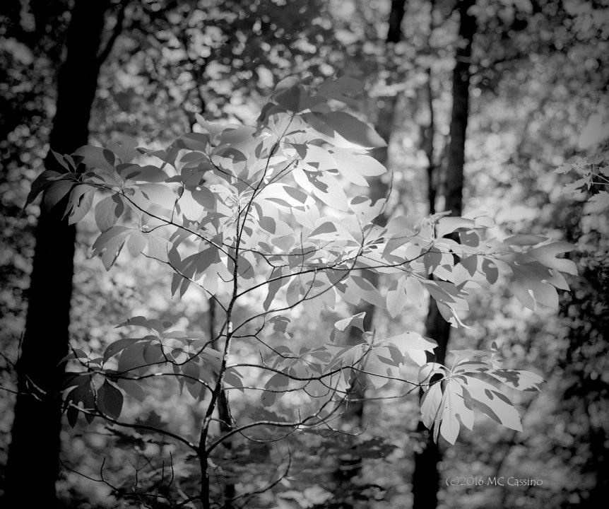 Backlit Sassafras