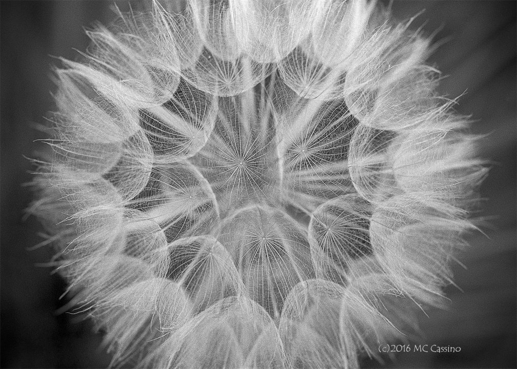 Goat's Beard Seed Head