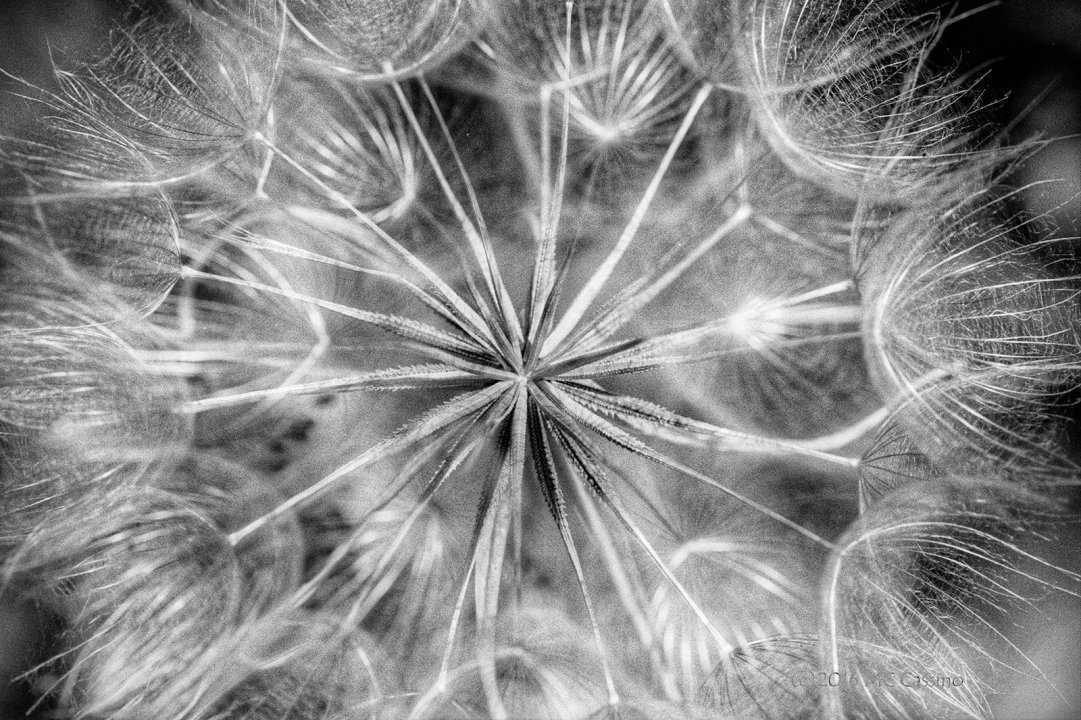 Goat's Beard Seed Head II