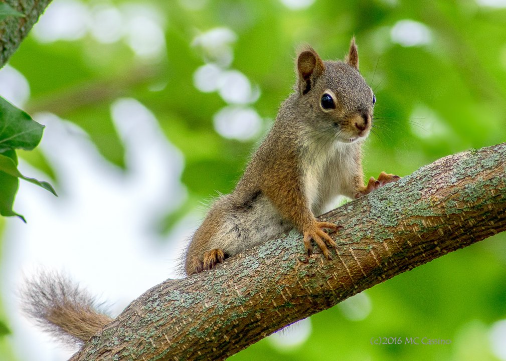 Red Squirrel