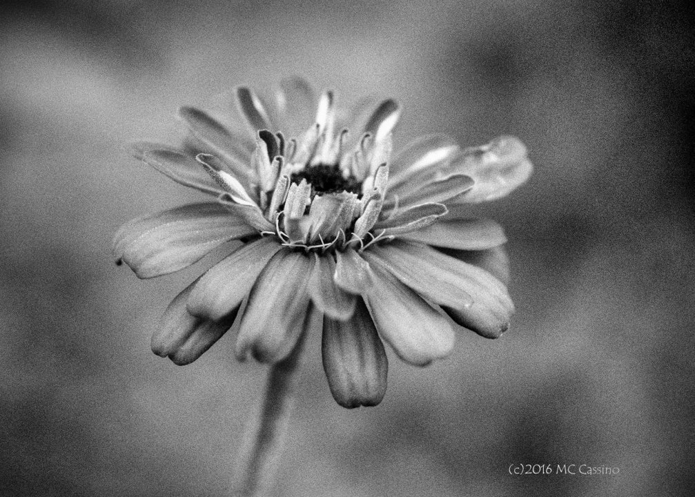 Zinnia Bloom