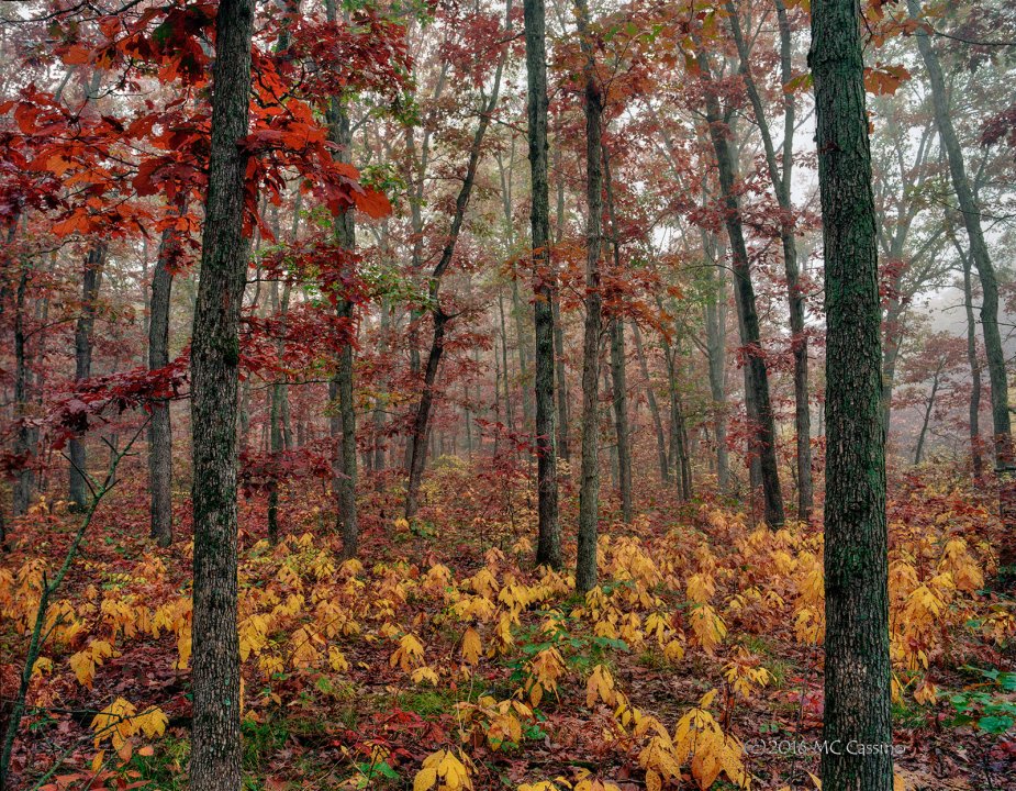 Maryland federation of Art American Landscapes 2016