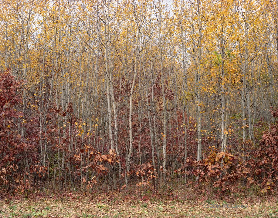 Autumn Aspen