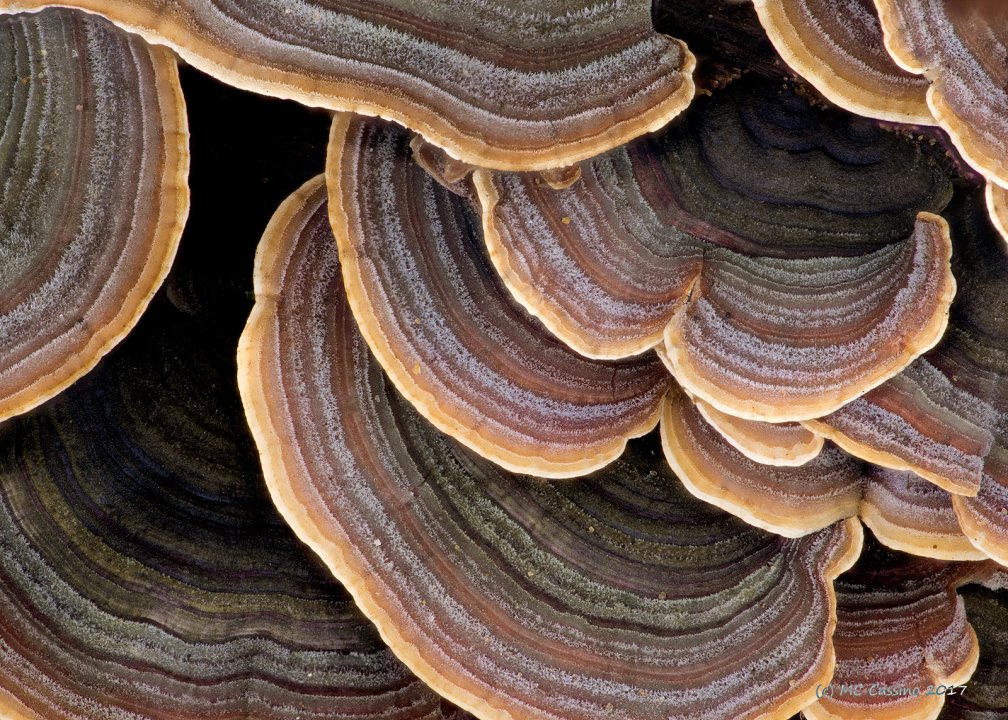 Wood Fungus