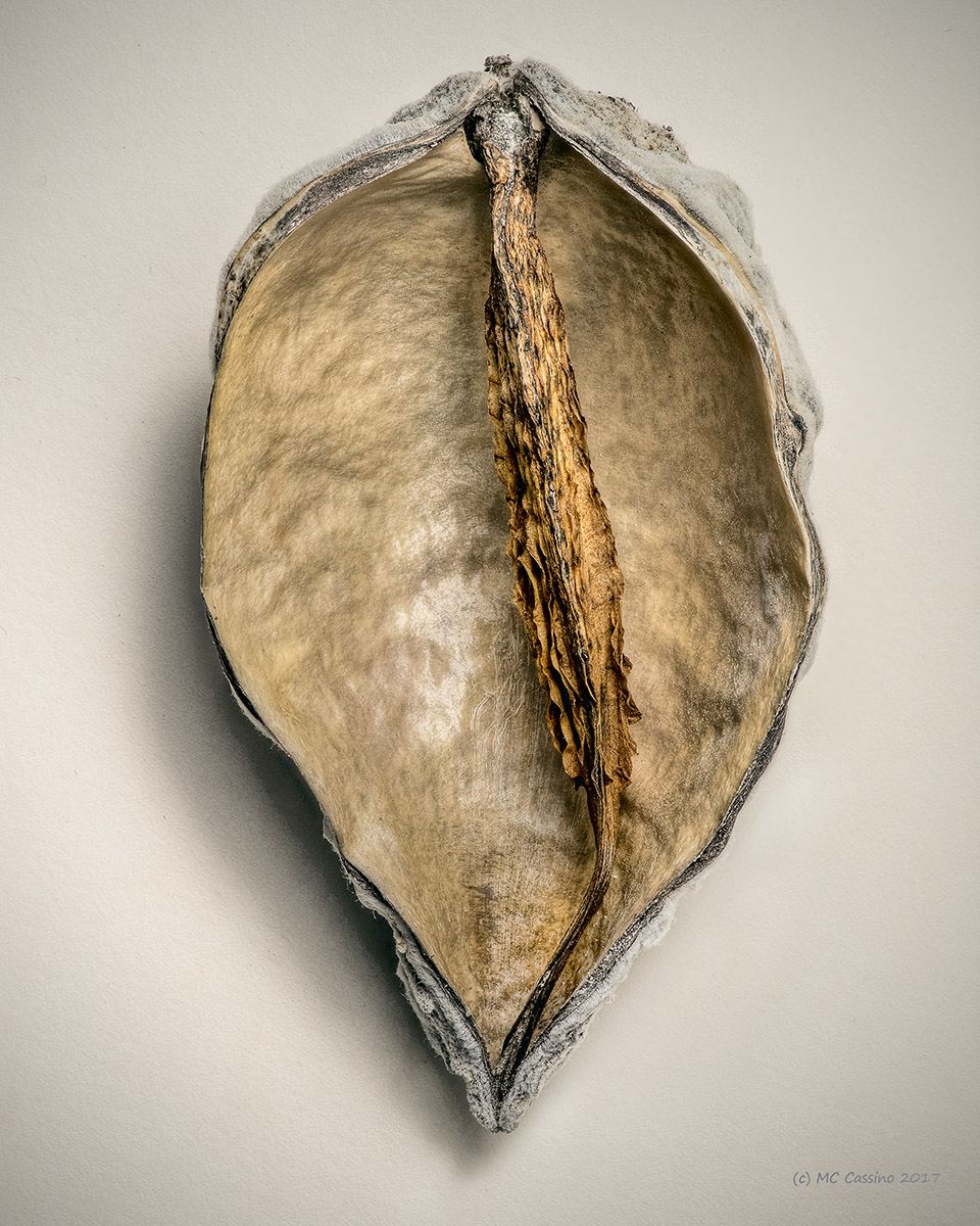 Milkweed Seed Pod