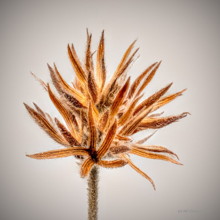 Small Dried Flower