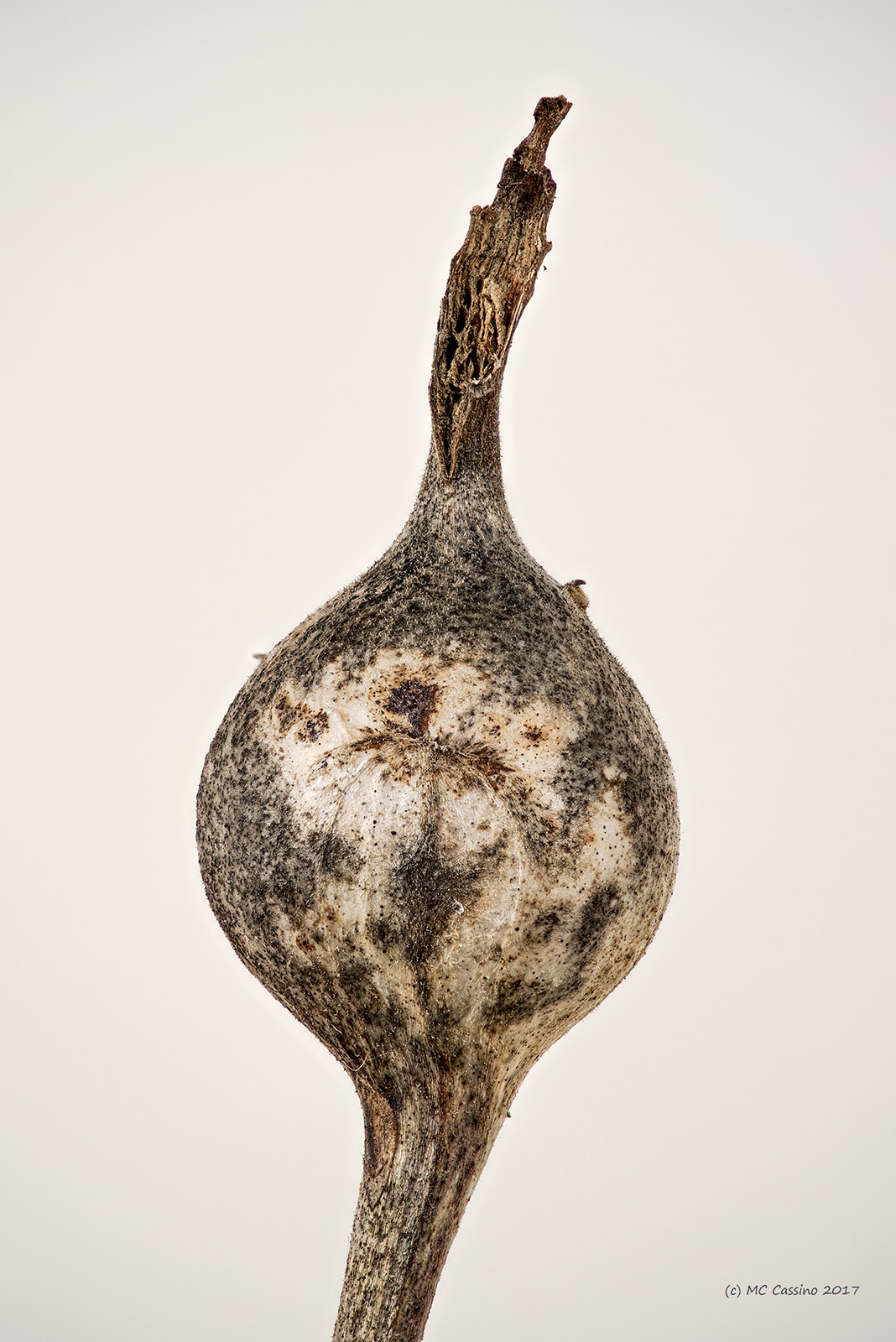 Goldenrod Gall