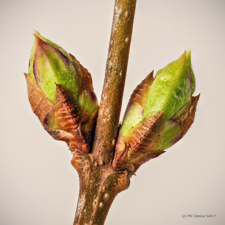 Lilac Buds