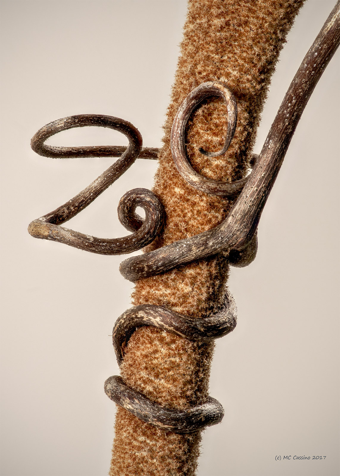 Grapevine Tendril