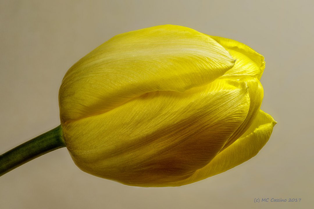 Tulip