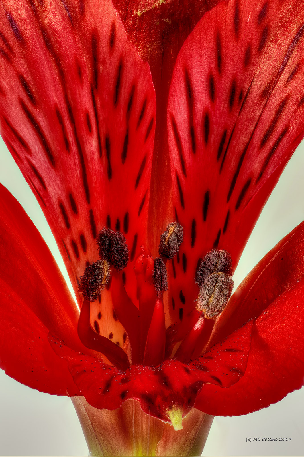 Red Flower