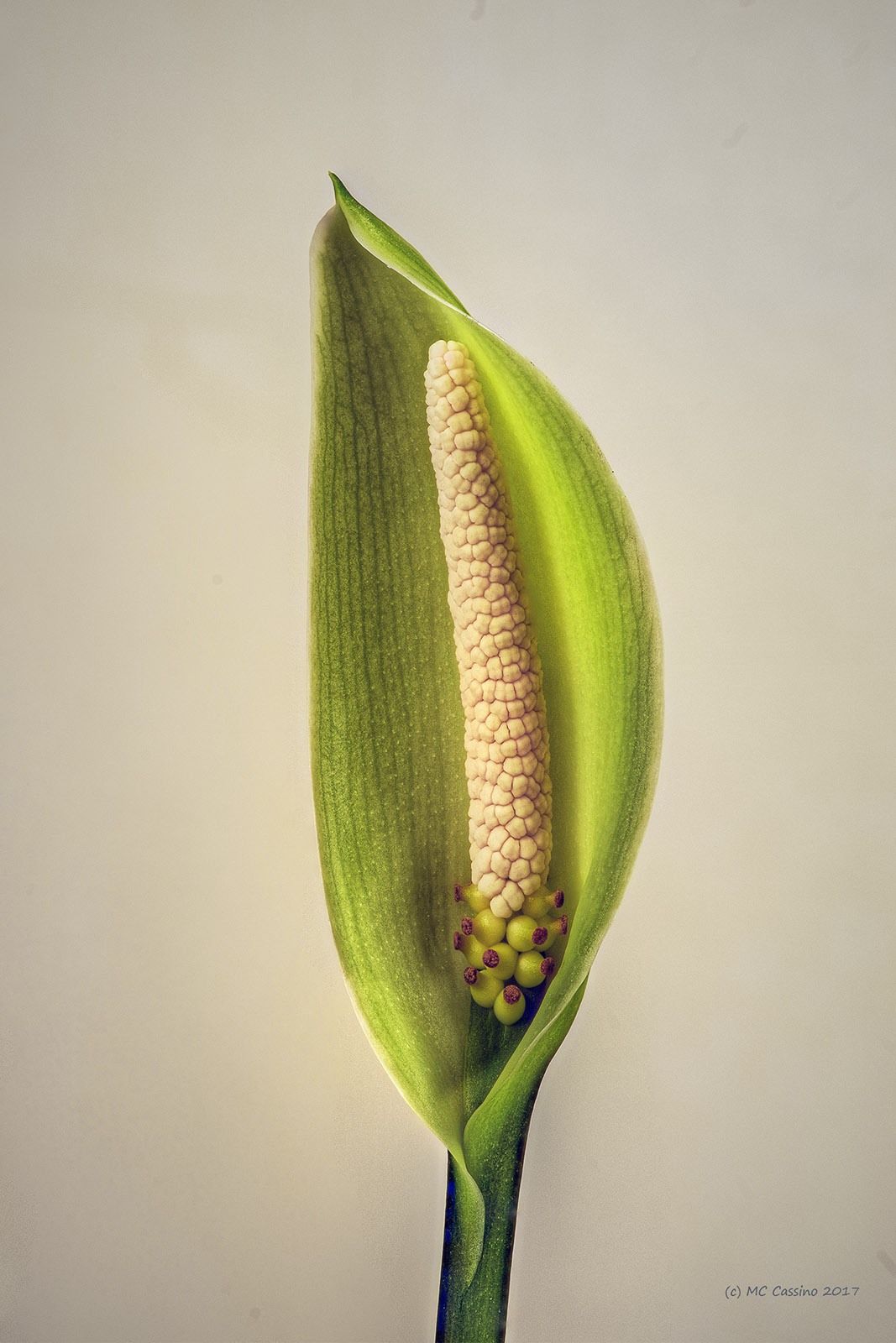 Peace Lily