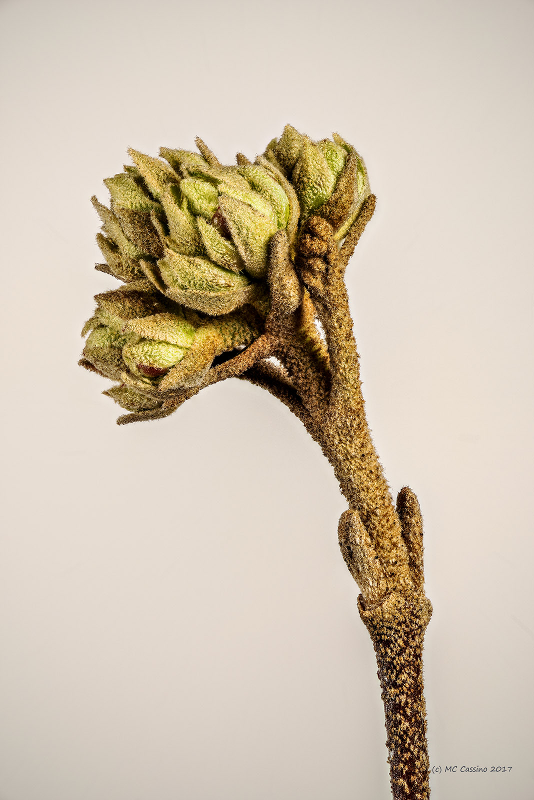 Viburnum Bud