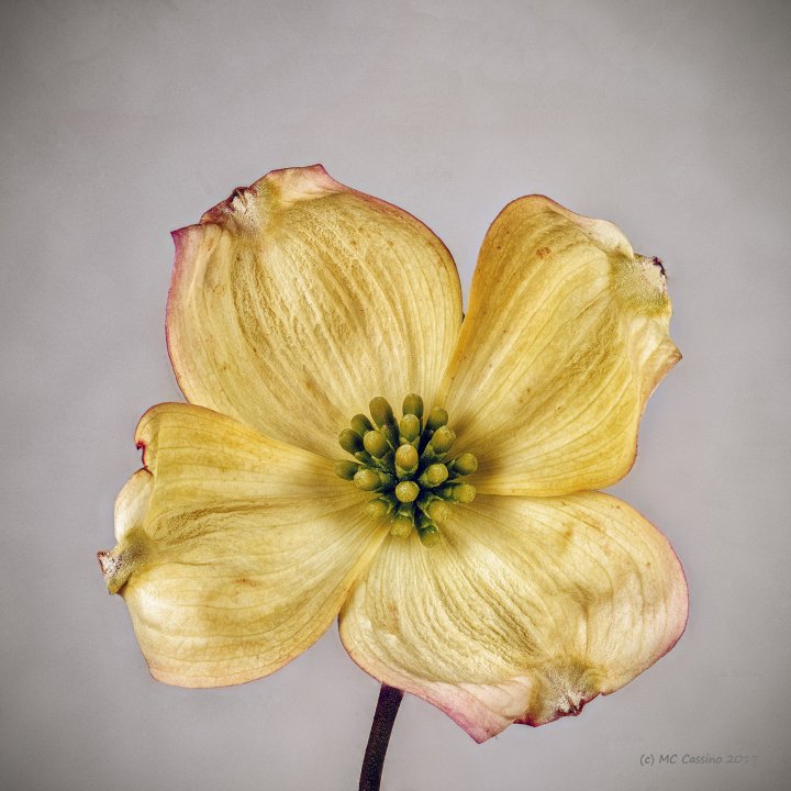 Dogwood Flower